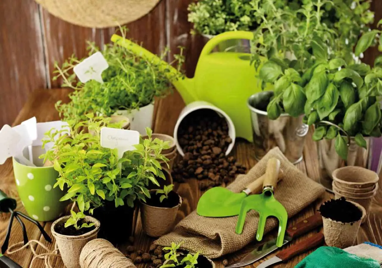 5 trucchi per ridurre subito l’umidità nei vasi a giugno: la soluzione dei botanici per balconi sani 5 trucchi per ridurre subito l’umidità nei vasi a giugno: la soluzione dei botanici per balconi sani