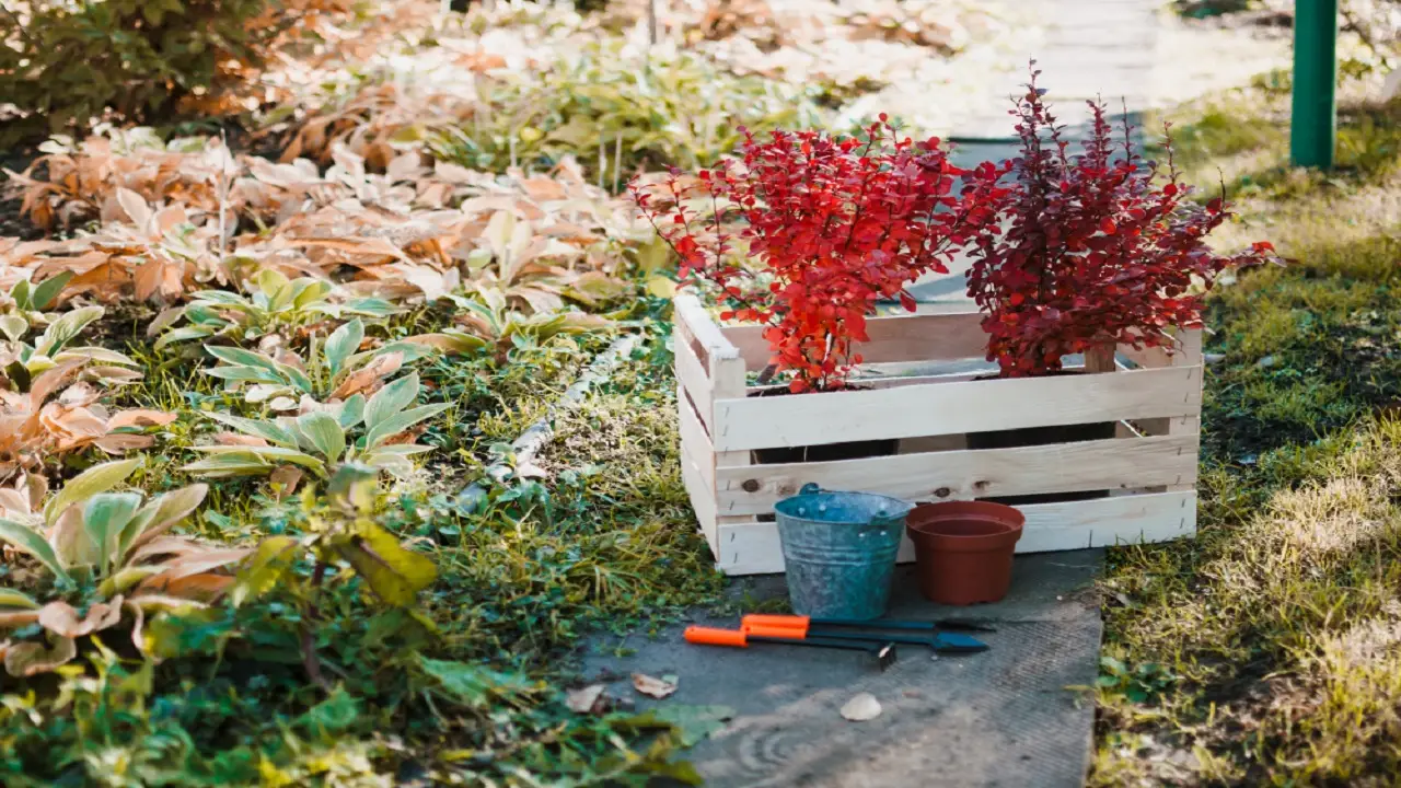 Come profumare l’ingresso di casa con piante ornamentali: la selezione dei paesaggisti per l’estate Come profumare l’ingresso di casa con piante ornamentali: la selezione dei paesaggisti per l’estate