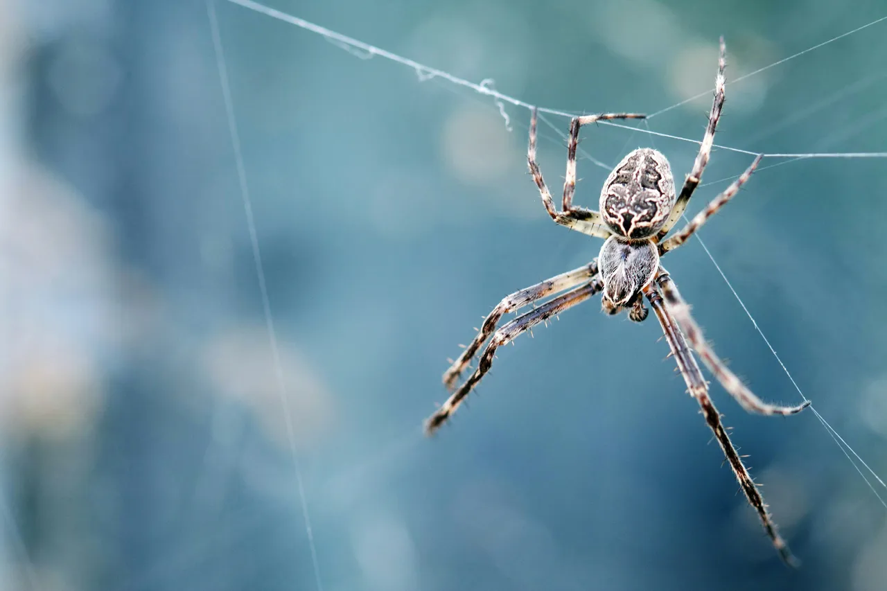 Il rimedio naturale per tenere lontani i ragni dagli angoli esterni: la soluzione dei biologi per verande sicure Il rimedio naturale per tenere lontani i ragni dagli angoli esterni: la soluzione dei biologi per verande sicure