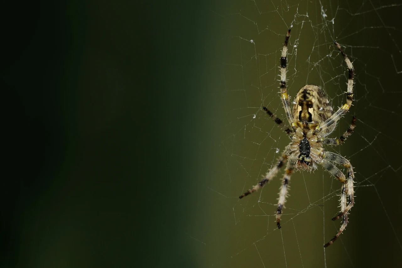 Il rimedio naturale per tenere lontani i ragni dagli angoli esterni: la soluzione dei biologi per verande sicure Il rimedio naturale per tenere lontani i ragni dagli angoli esterni: la soluzione dei biologi per verande sicure