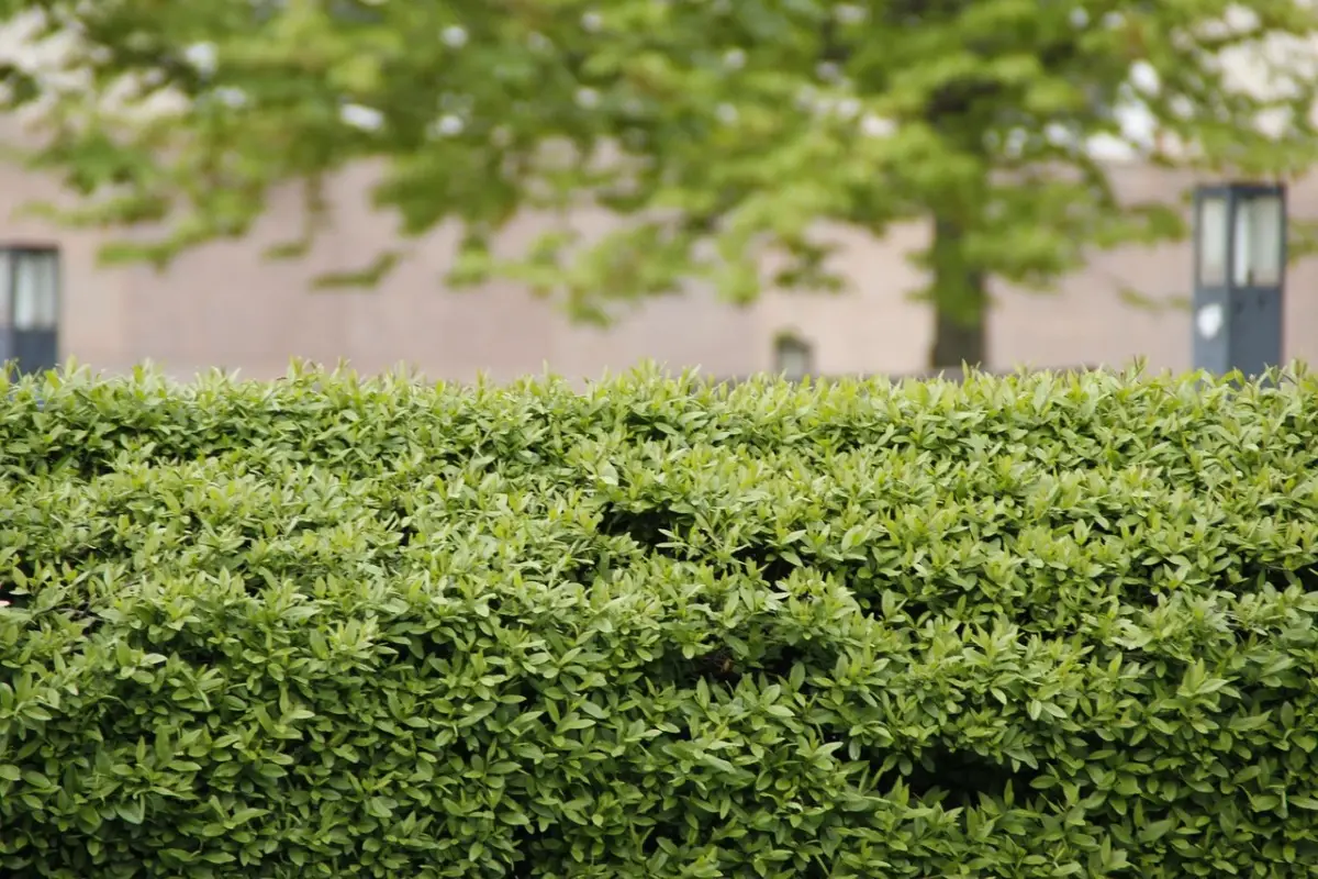 Come ottenere una barriera verde contro il vento: le varietà di arbusti ideali selezionate dai vivaisti per terrazzi esposti Come ottenere una barriera verde contro il vento: le varietà di arbusti ideali selezionate dai vivaisti per terrazzi esposti