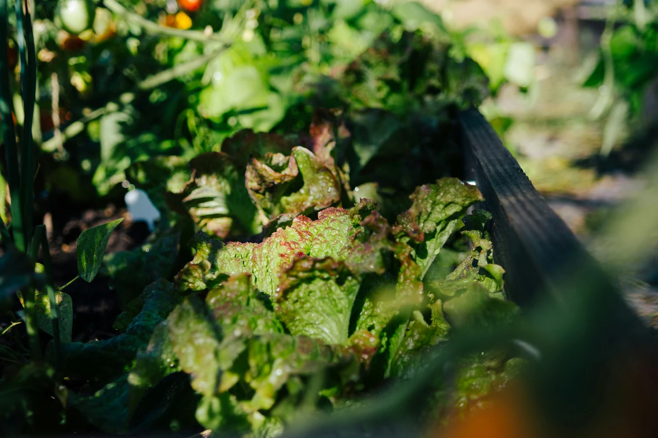 Vuoi un raccolto di insalata continuo a giugno? Scopri la rotazione varietale raccomandata dagli agronomi Vuoi un raccolto di insalata continuo a giugno? Scopri la rotazione varietale raccomandata dagli agronomi