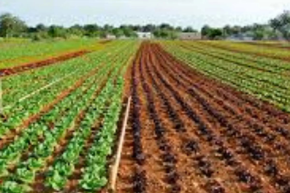 Vuoi un raccolto di insalata continuo a giugno? Scopri la rotazione varietale raccomandata dagli agronomi Vuoi un raccolto di insalata continuo a giugno? Scopri la rotazione varietale raccomandata dagli agronomi