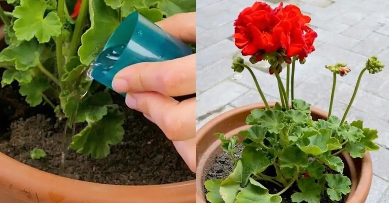 Come salvare una pianta appassita senza prodotti chimici: il metodo pratico degli esperti per balconi rigogliosi Come salvare una pianta appassita senza prodotti chimici: il metodo pratico degli esperti per balconi rigogliosi