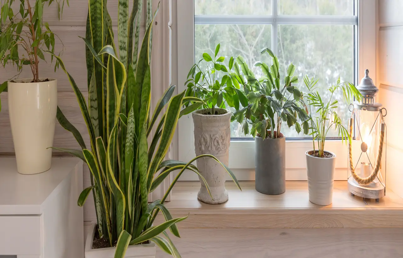 Come ridurre subito l’umidità in casa con piante d’appartamento: la guida dei biologi vegetali per giugno Come ridurre subito l’umidità in casa con piante d’appartamento: la guida dei biologi vegetali per giugno