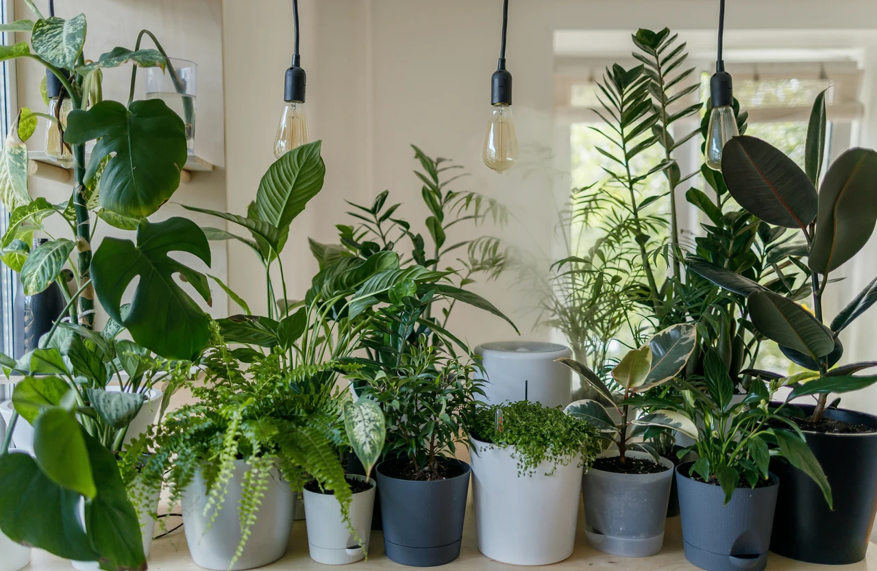 Come ridurre subito l’umidità in casa con piante d’appartamento: la guida dei biologi vegetali per giugno Come ridurre subito l’umidità in casa con piante d’appartamento: la guida dei biologi vegetali per giugno