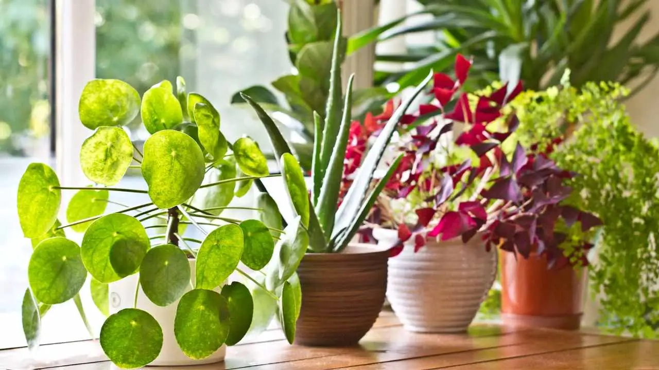 Come ridurre subito l’umidità in casa con piante d’appartamento: la guida dei biologi vegetali per giugno Come ridurre subito l’umidità in casa con piante d’appartamento: la guida dei biologi vegetali per giugno