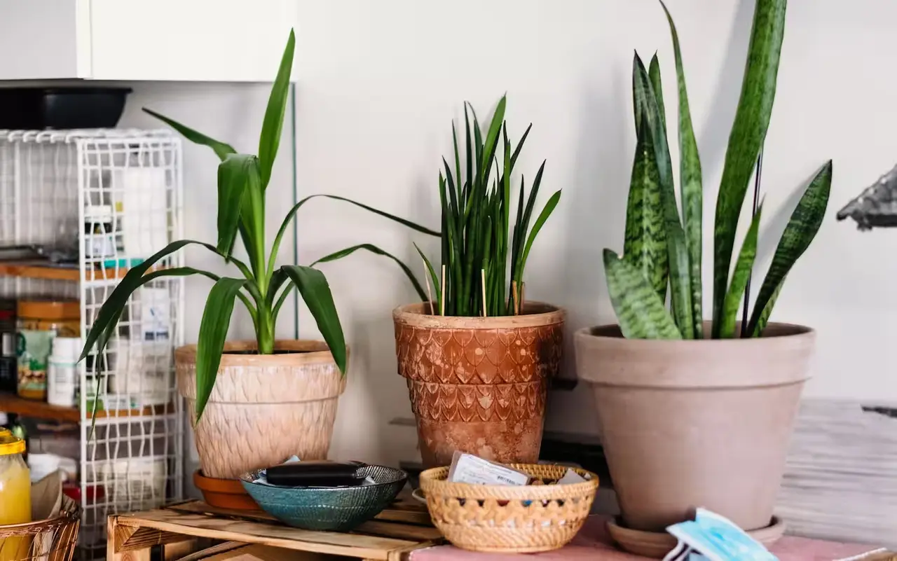 5 strategie per evitare muffa nei vasi durante l’estate: la soluzione naturale dei botanici per case umide 5 strategie per evitare muffa nei vasi durante l’estate: la soluzione naturale dei botanici per case umide