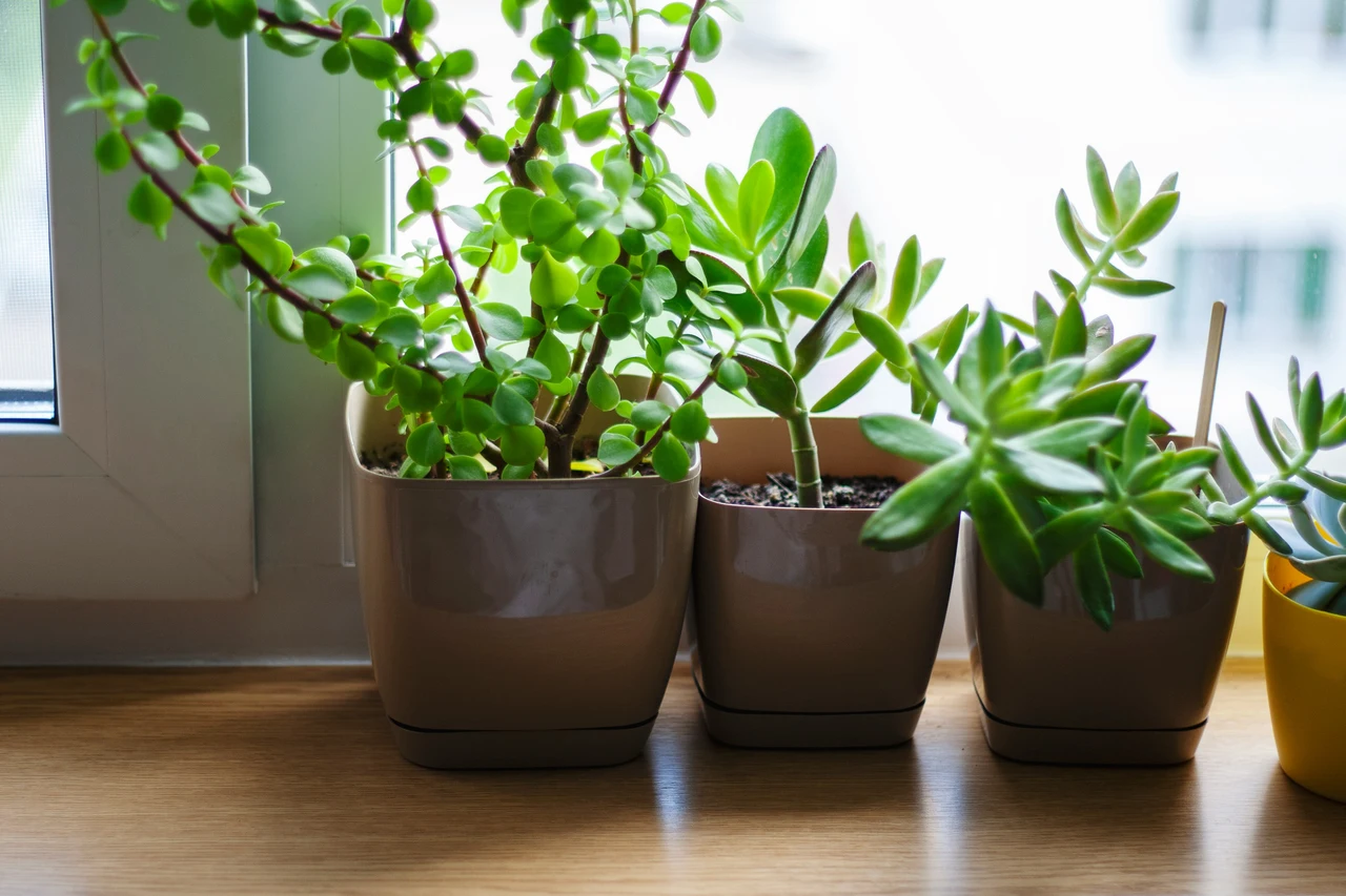 5 strategie per evitare muffa nei vasi durante l’estate: la soluzione naturale dei botanici per case umide 5 strategie per evitare muffa nei vasi durante l’estate: la soluzione naturale dei botanici per case umide