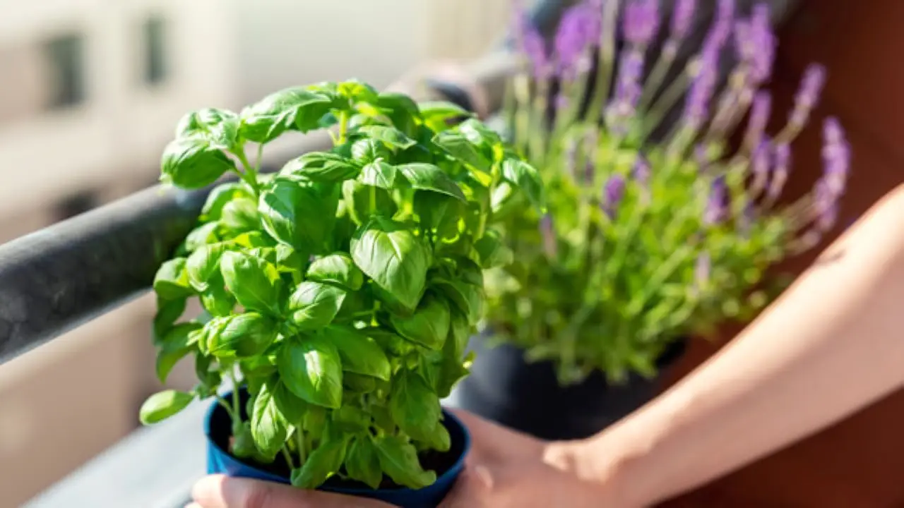Scopri la pianta aromatica perfetta per balconi assolati: cresce senza fatica e regala profumo tutta l’estate Scopri la pianta aromatica perfetta per balconi assolati: cresce senza fatica e regala profumo tutta l’estate