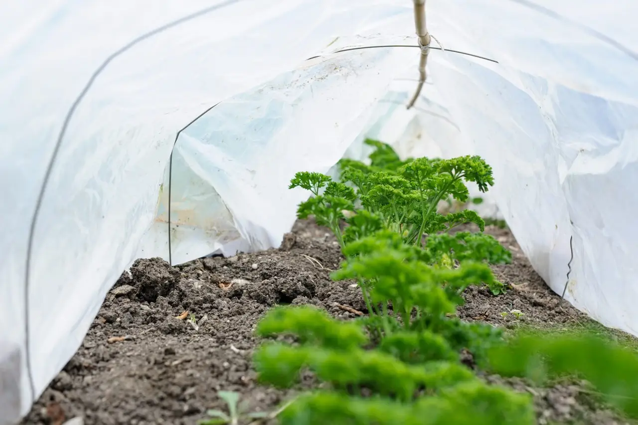 Come difendere le radici delle piante aromatiche dal caldo di giugno: ecco il metodo pratico Come difendere le radici delle piante aromatiche dal caldo di giugno: ecco il metodo pratico