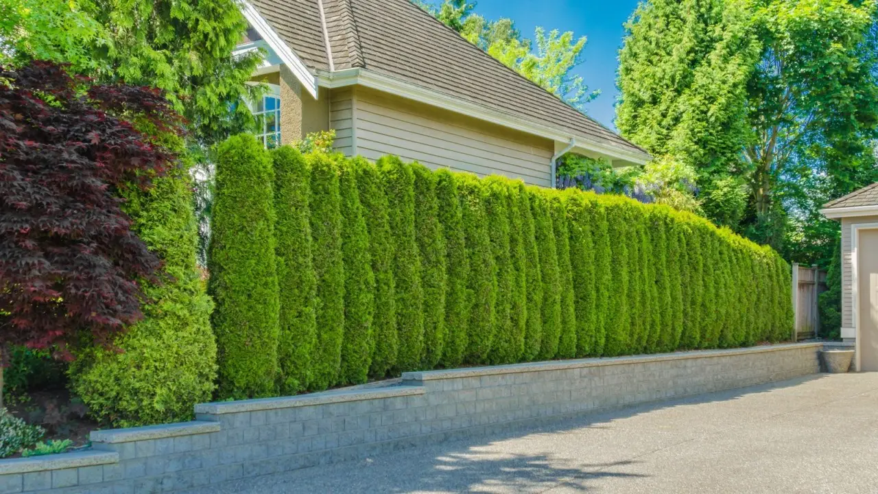 Cerchi più privacy in terrazzo? Ecco le piante sempreverdi selezionate dai vivaisti per l’estate 2025 Cerchi più privacy in terrazzo? Ecco le piante sempreverdi selezionate dai vivaisti per l’estate 2025