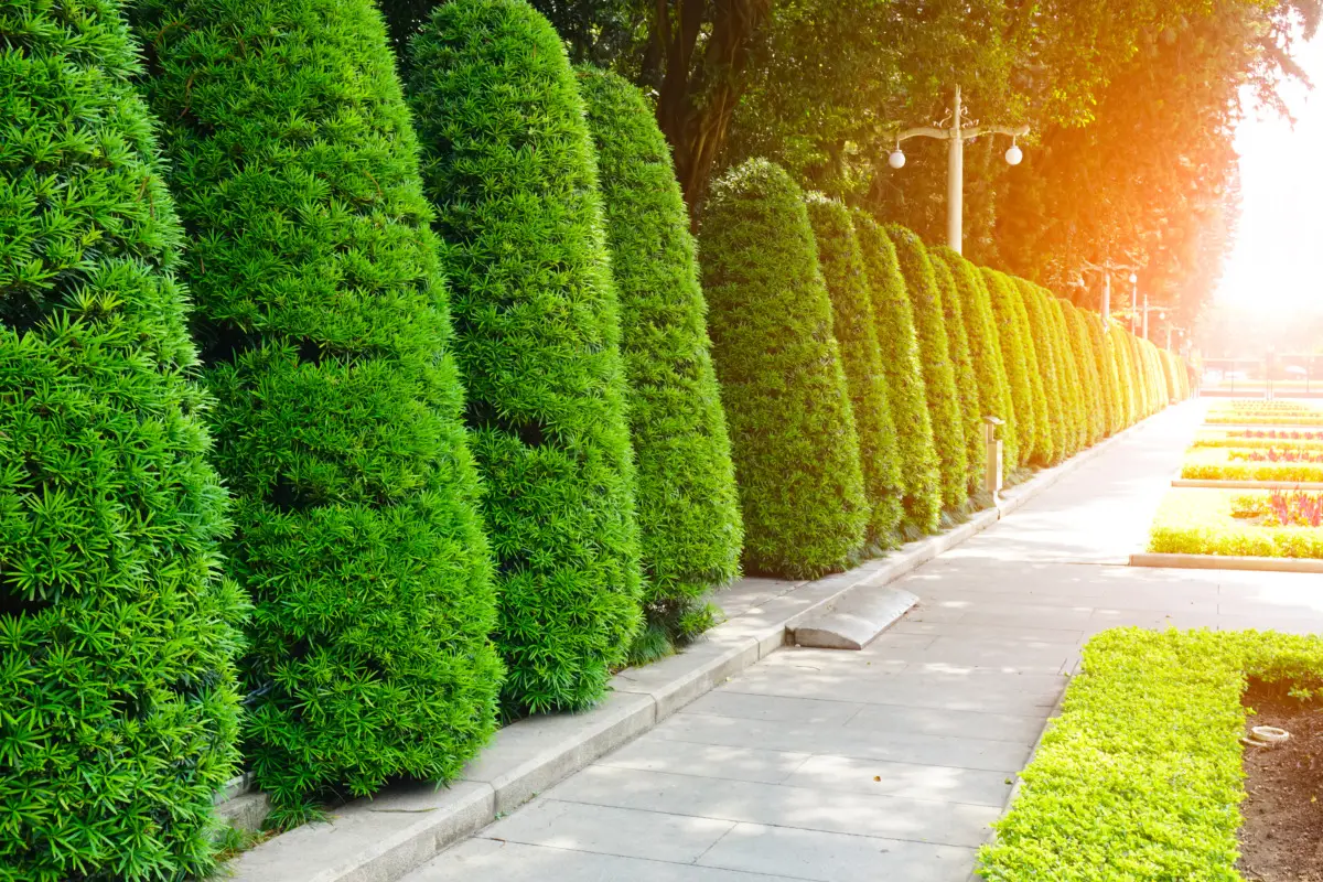 Cerchi più privacy in terrazzo? Ecco le piante sempreverdi selezionate dai vivaisti per l’estate 2025 Cerchi più privacy in terrazzo? Ecco le piante sempreverdi selezionate dai vivaisti per l’estate 2025