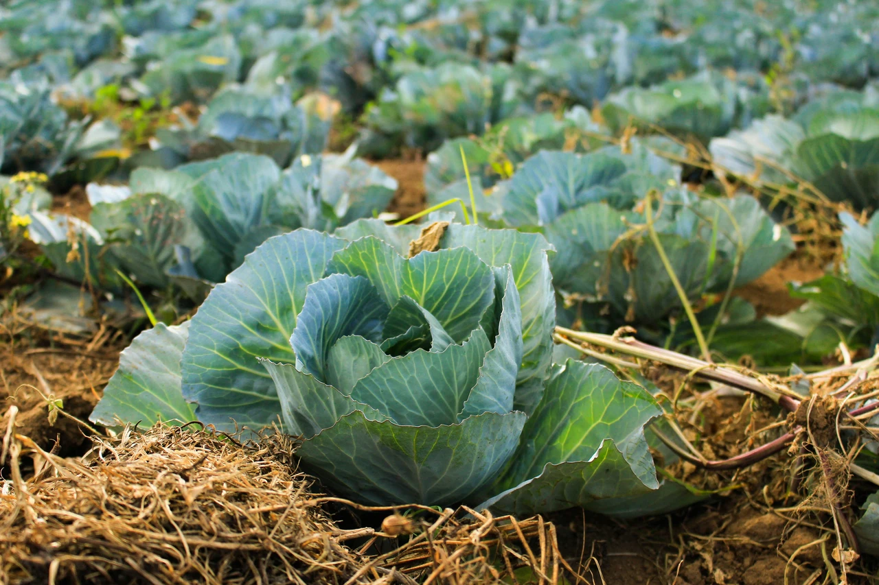 Come sfruttare le foglie secche per proteggere il terreno dalle ondate di calore estive: il consiglio degli agronomi Come sfruttare le foglie secche per proteggere il terreno dalle ondate di calore estive: il consiglio degli agronomi