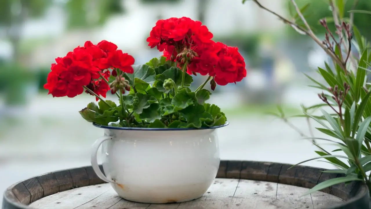 Come usare i fondi di caffè per far fiorire gerani e ortensie Come usare i fondi di caffè per far fiorire gerani e ortensie