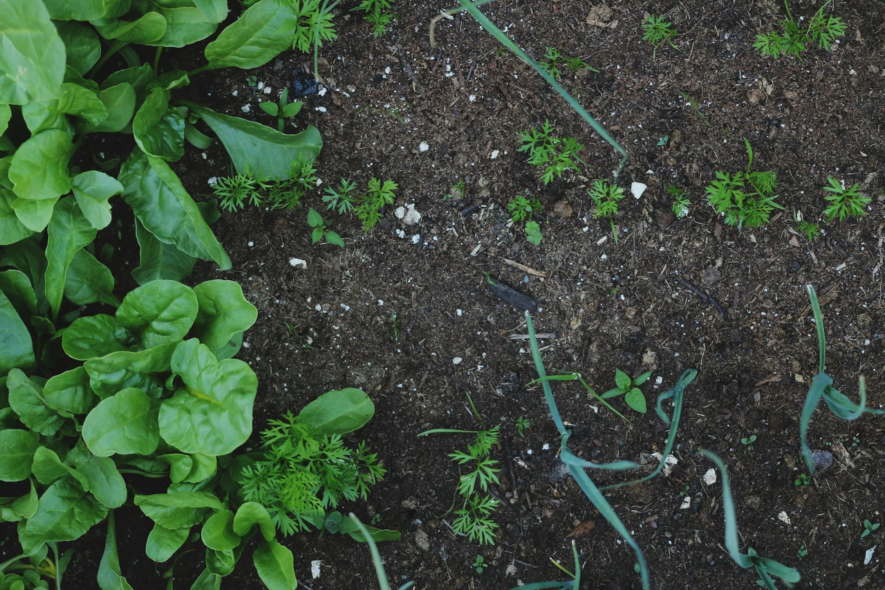 Fondi di caffè in giardino: ecco quali piante rispondono meglio Fondi di caffè in giardino: ecco quali piante rispondono meglio