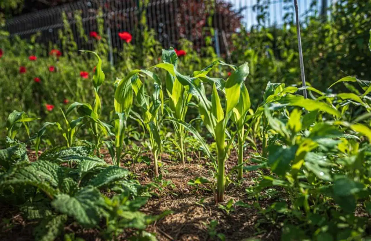 Fondi di caffè in giardino: ecco quali piante rispondono meglio Fondi di caffè in giardino: ecco quali piante rispondono meglio