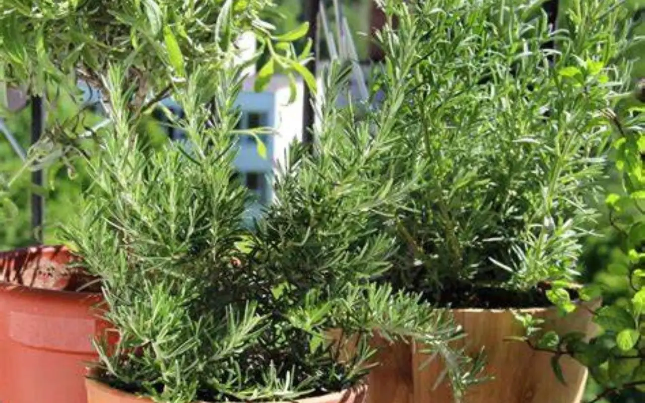 La pianta profumata che tiene lontane le zanzare: funziona anche in vaso La pianta profumata che tiene lontane le zanzare: funziona anche in vaso
