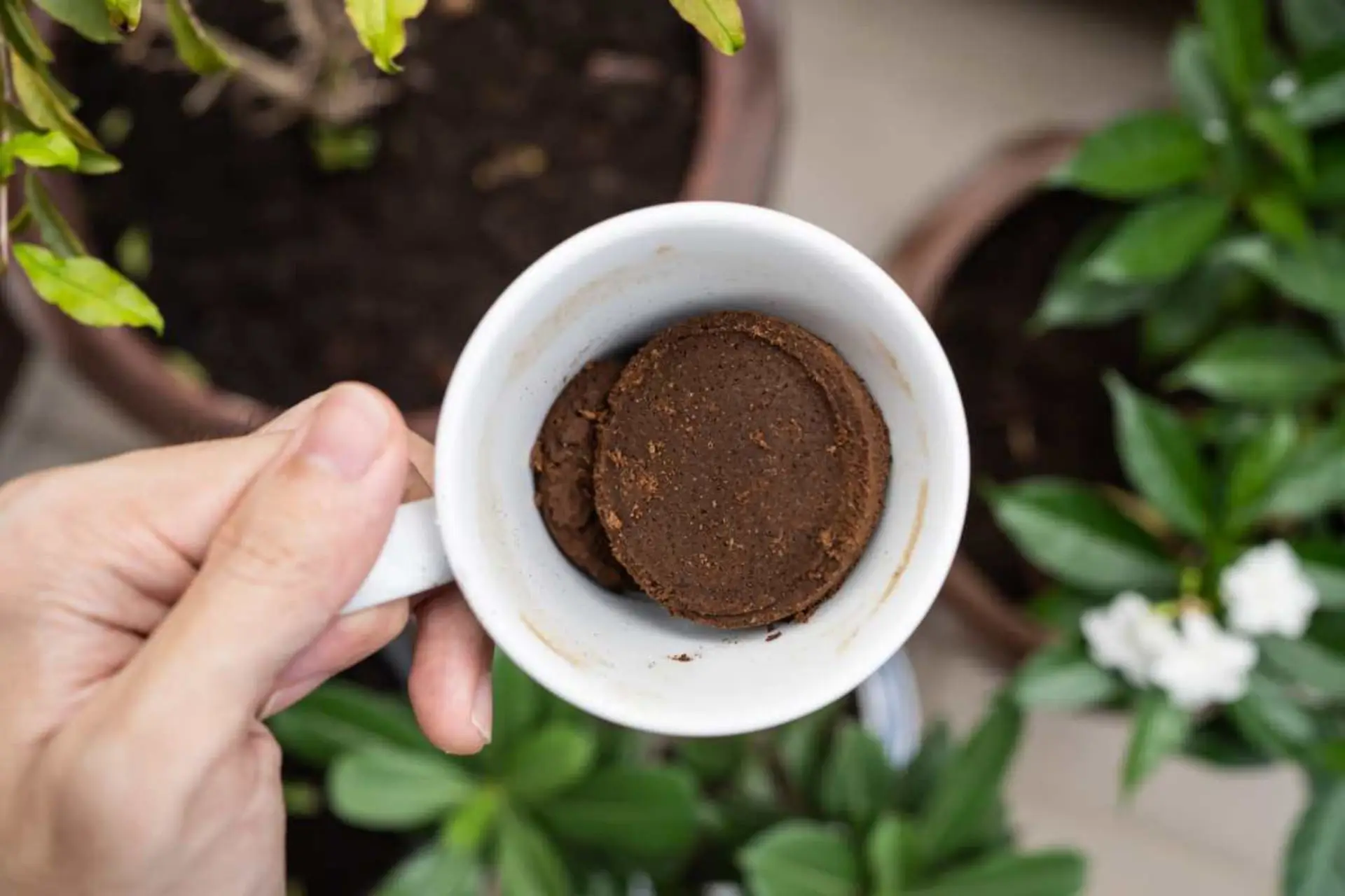 Come usare il caffè usato per rafforzare le radici delle piante da balcone Come usare il caffè usato per rafforzare le radici delle piante da balcone