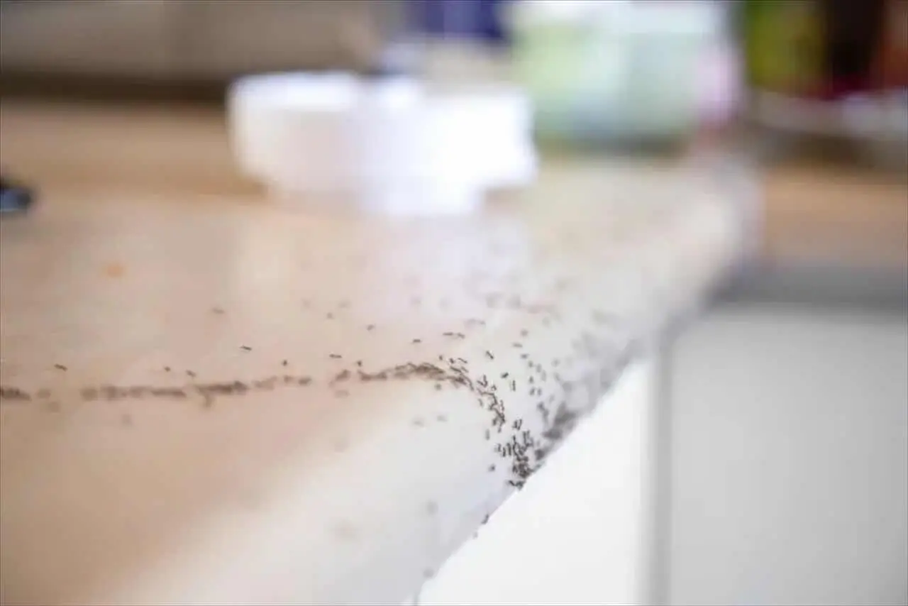 Il rimedio naturale che toglie le formiche dai pensili della cucina Il rimedio naturale che toglie le formiche dai pensili della cucina