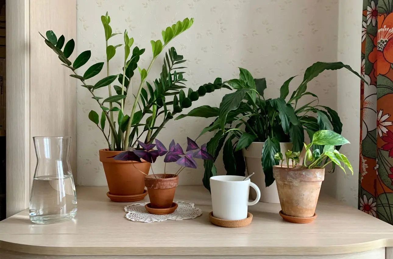 Piante che amano i fondi di caffè: la lista da tenere a portata di mano Piante che amano i fondi di caffè: la lista da tenere a portata di mano