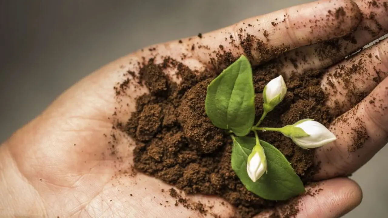 Fondi di caffè nel terriccio: cosa succede davvero alle ortensie Fondi di caffè nel terriccio: cosa succede davvero alle ortensie