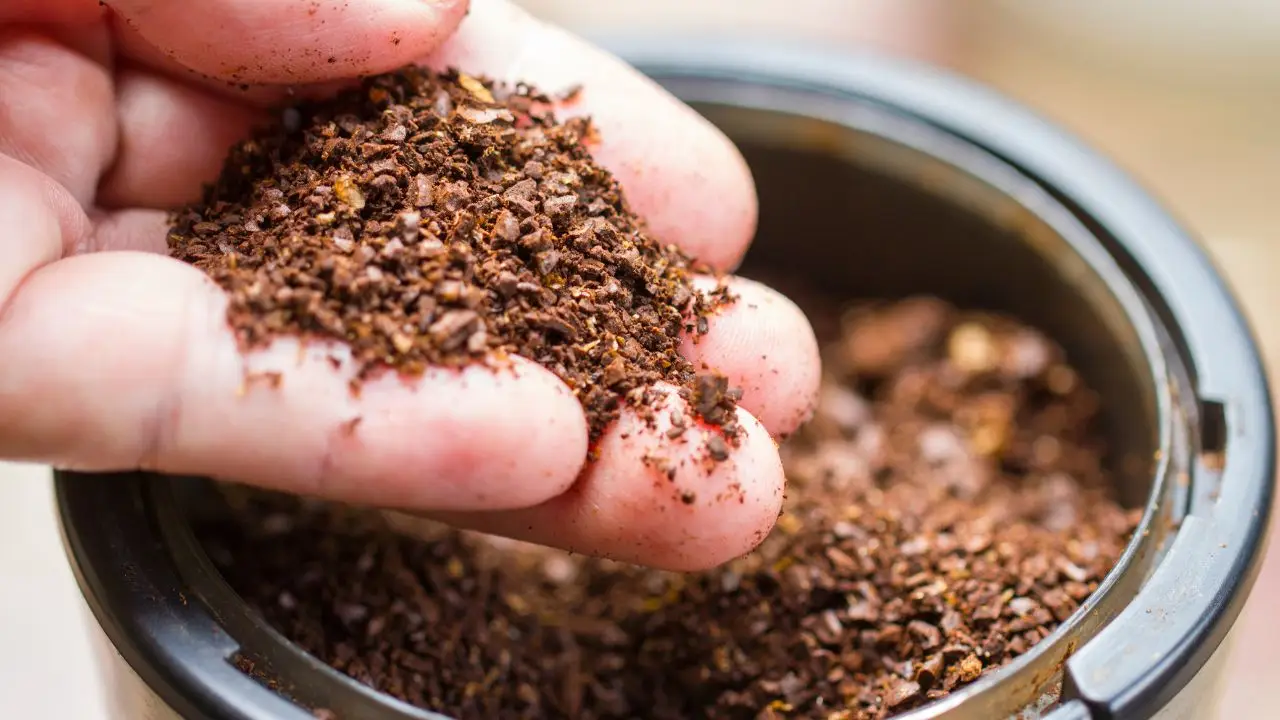 Fondi di caffè nel terriccio: cosa succede davvero alle ortensie Fondi di caffè nel terriccio: cosa succede davvero alle ortensie