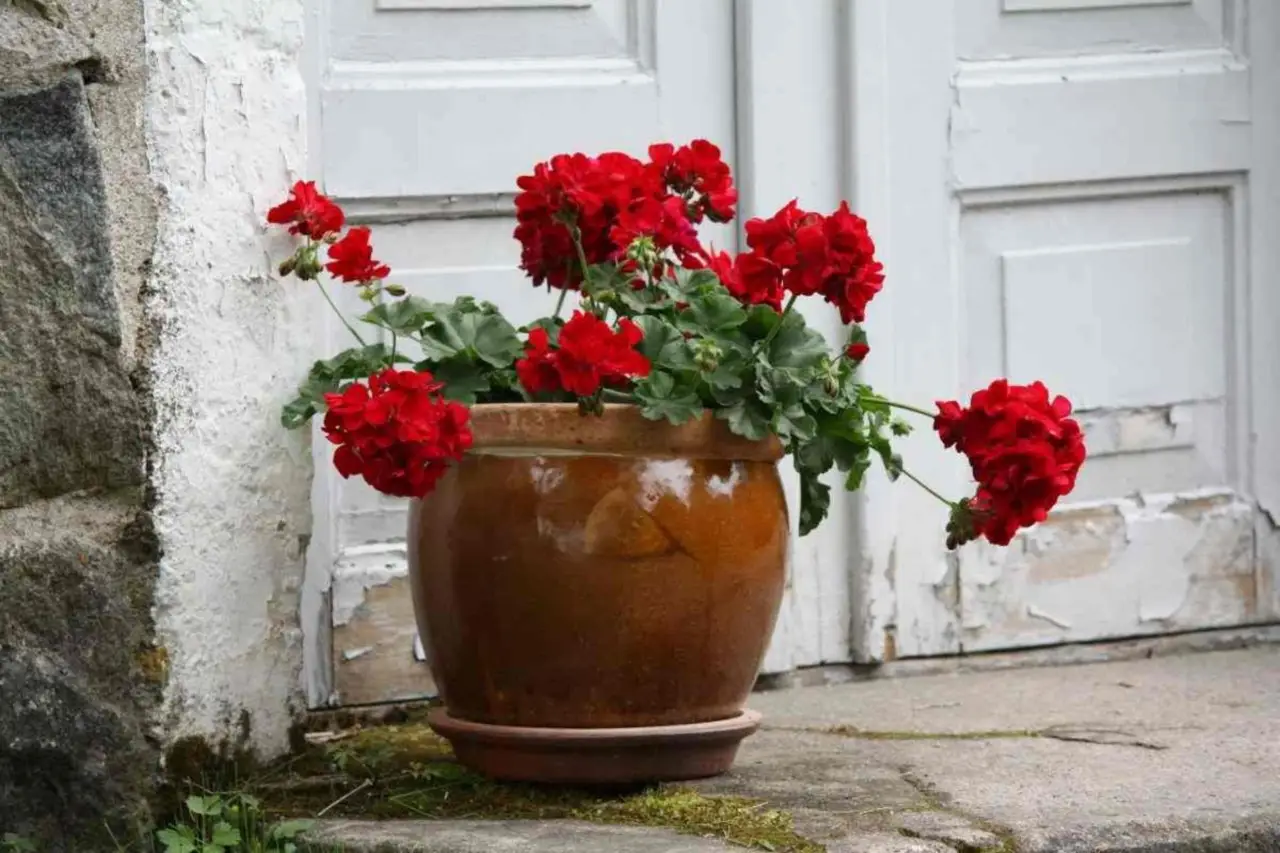 La pianta perfetta da mettere accanto all’ingresso per difendere la casa dagli insetti La pianta perfetta da mettere accanto all’ingresso per difendere la casa dagli insetti