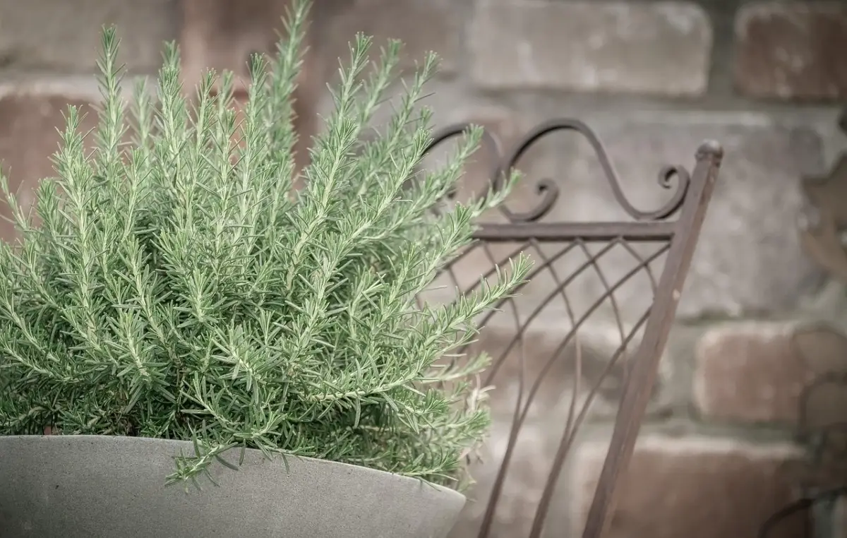 La pianta perfetta da mettere accanto all’ingresso per difendere la casa dagli insetti La pianta perfetta da mettere accanto all’ingresso per difendere la casa dagli insetti