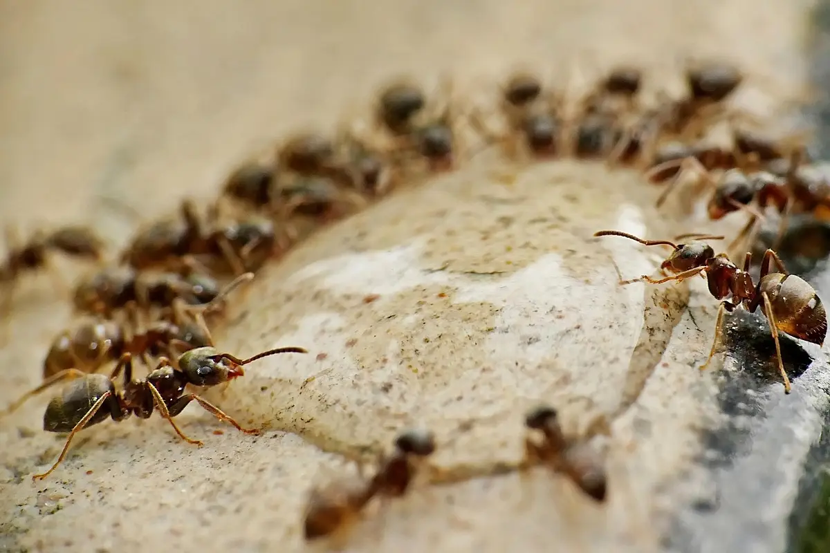Formiche in estate? Il rimedio naturale che disinfetta e le allontana Formiche in estate? Il rimedio naturale che disinfetta e le allontana