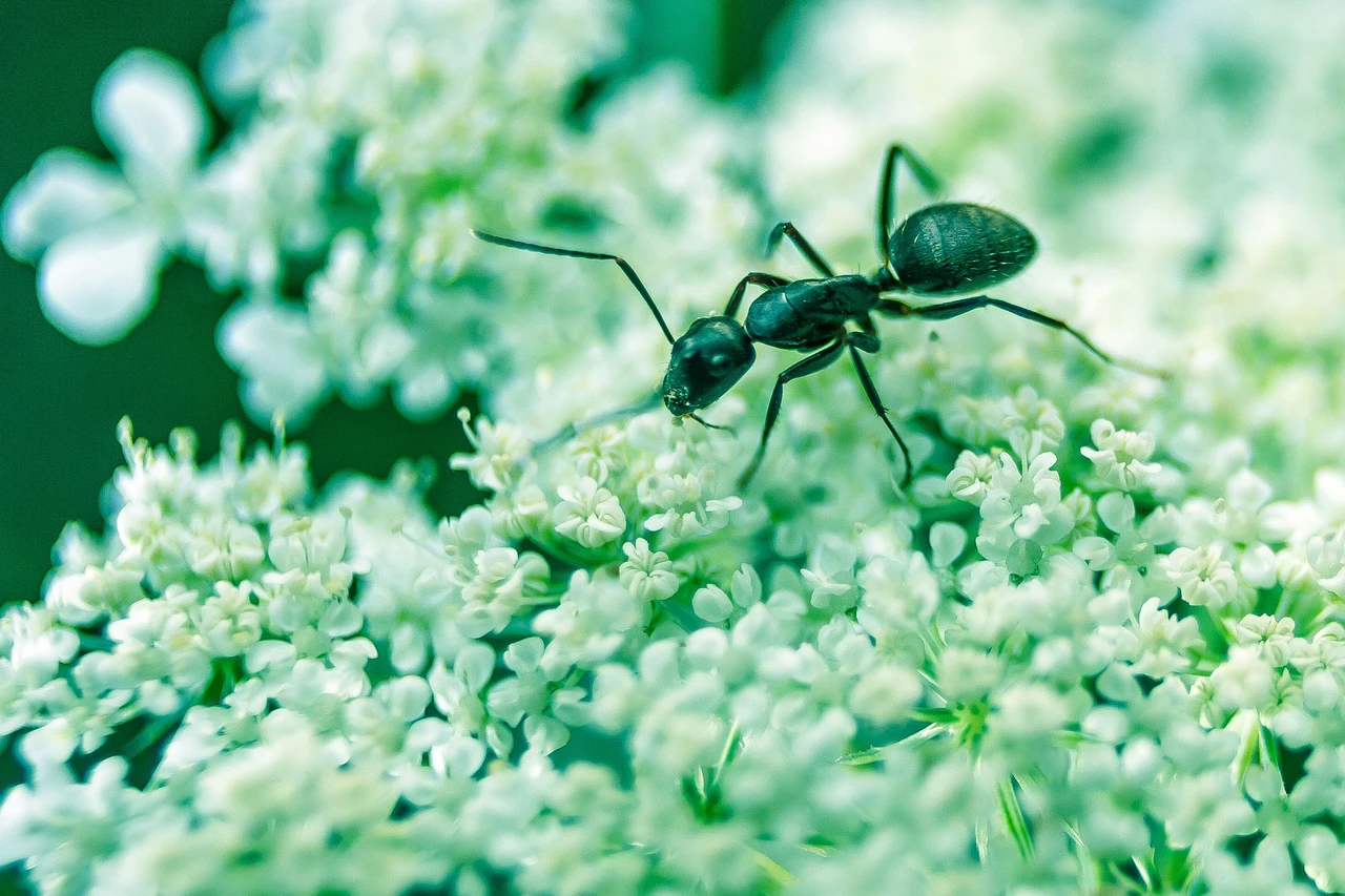 Formiche in estate? Il rimedio naturale che disinfetta e le allontana Formiche in estate? Il rimedio naturale che disinfetta e le allontana