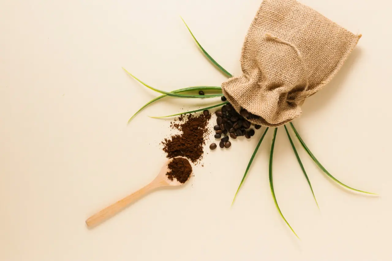 Come usare i fondi di caffè per piante più verdi e rigogliose Come usare i fondi di caffè per piante più verdi e rigogliose