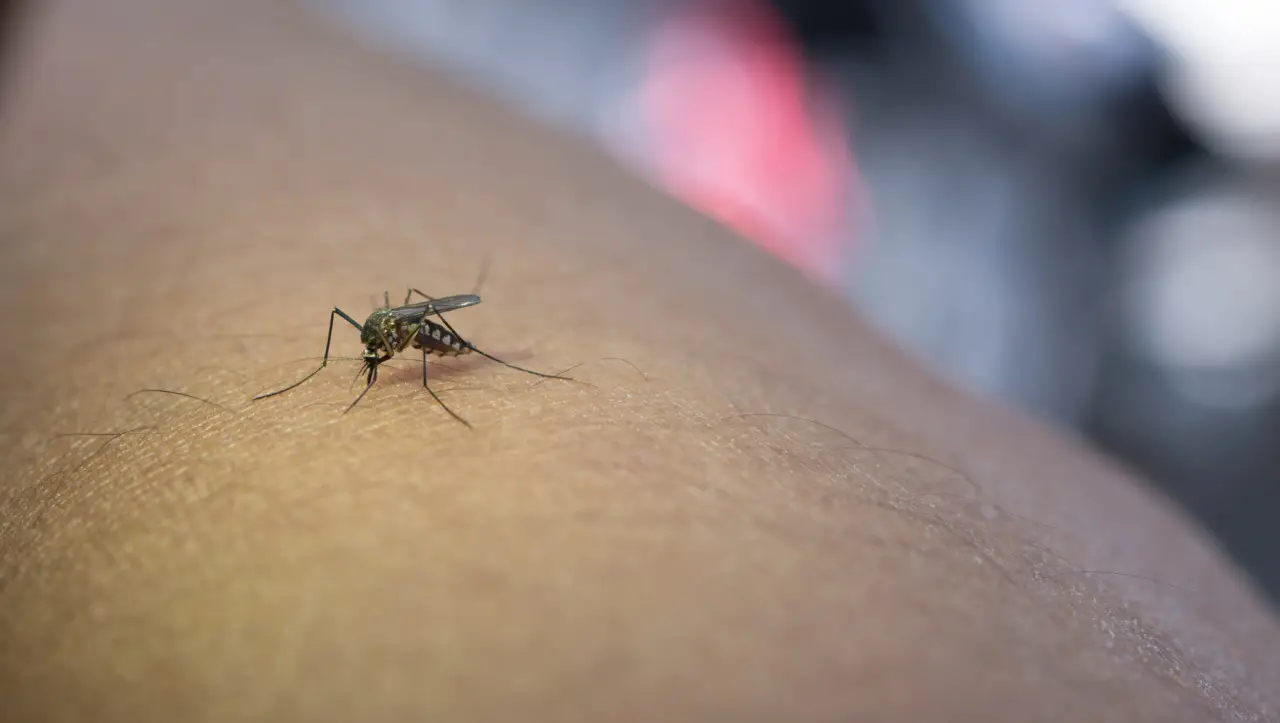 Il repellente naturale contro zanzare e moscerini da preparare in casa Il repellente naturale contro zanzare e moscerini da preparare in casa