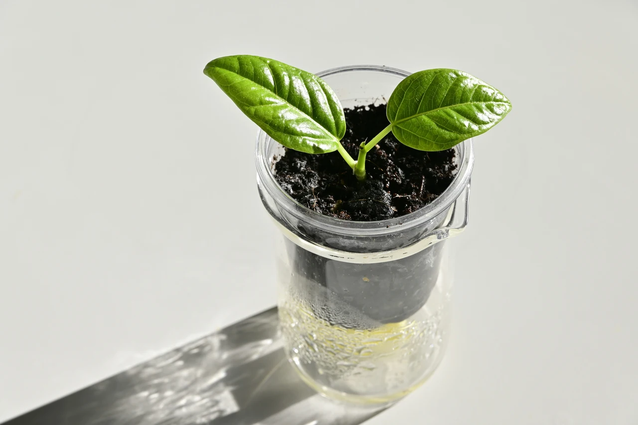Fondi di caffè + bucce d’arancia: il fertilizzante naturale che funziona Fondi di caffè + bucce d’arancia: il fertilizzante naturale che funziona