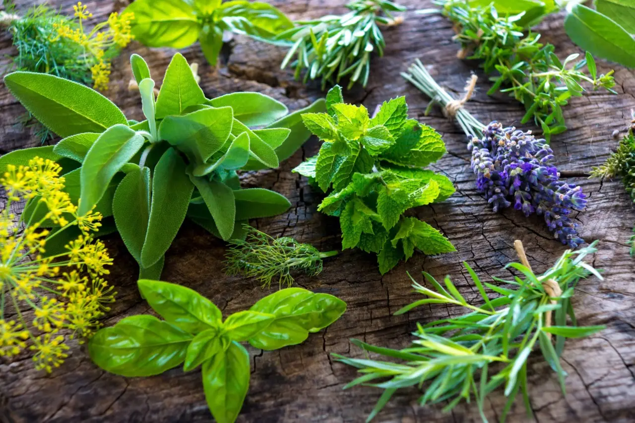Come usare le erbe aromatiche per profumare casa e tenere lontani insetti Come usare le erbe aromatiche per profumare casa e tenere lontani insetti