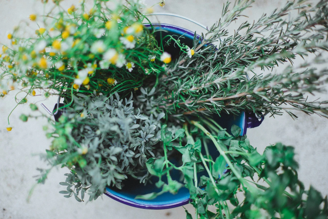 Come usare le erbe aromatiche per profumare casa e tenere lontani insetti Come usare le erbe aromatiche per profumare casa e tenere lontani insetti