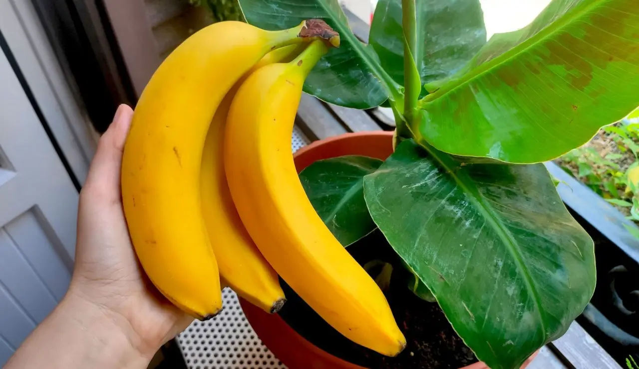 Non buttare le bucce di banana: il fertilizzante naturale che fa esplodere la fioritura Non buttare le bucce di banana: il fertilizzante naturale che fa esplodere la fioritura