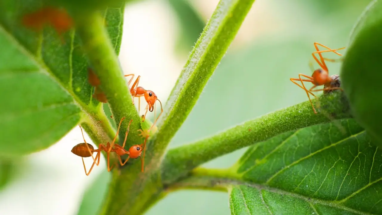 Formiche nell’orto? Il trucco ecologico che funziona meglio dei pesticidi Formiche nell’orto? Il trucco ecologico che funziona meglio dei pesticidi