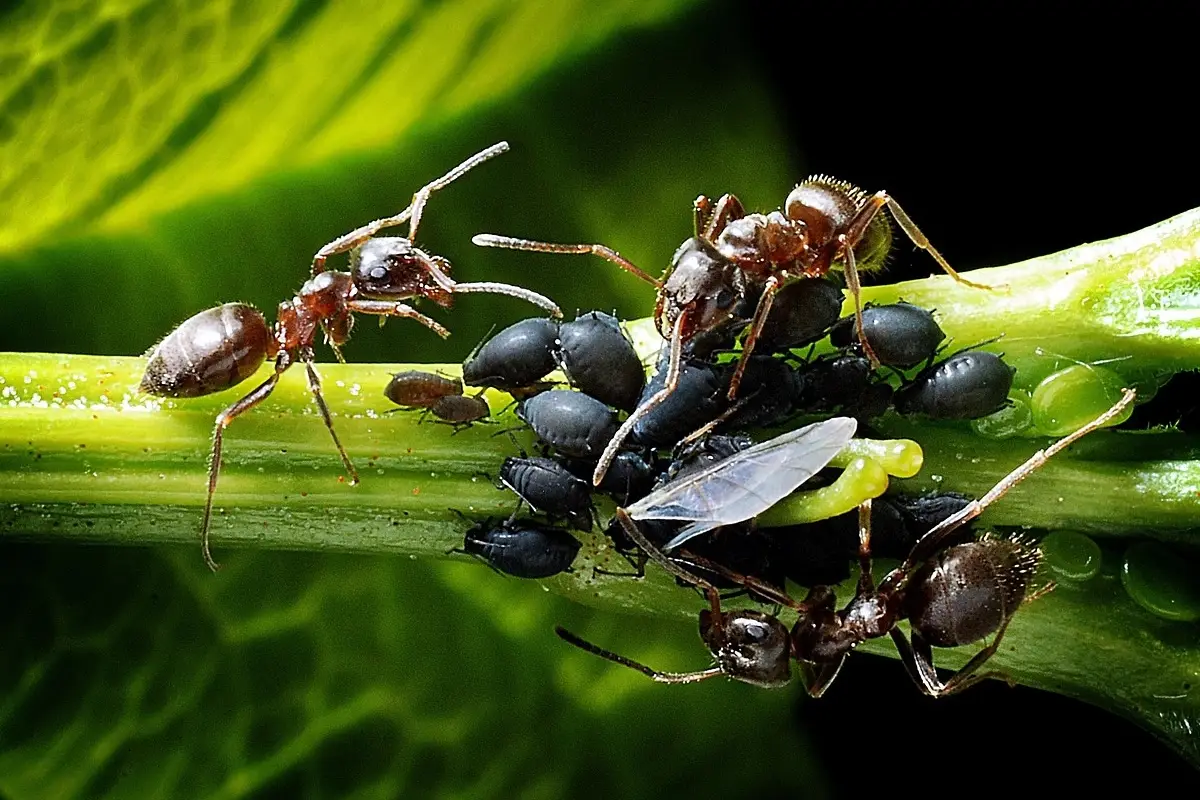 Formiche nell’orto? Il trucco ecologico che funziona meglio dei pesticidi Formiche nell’orto? Il trucco ecologico che funziona meglio dei pesticidi