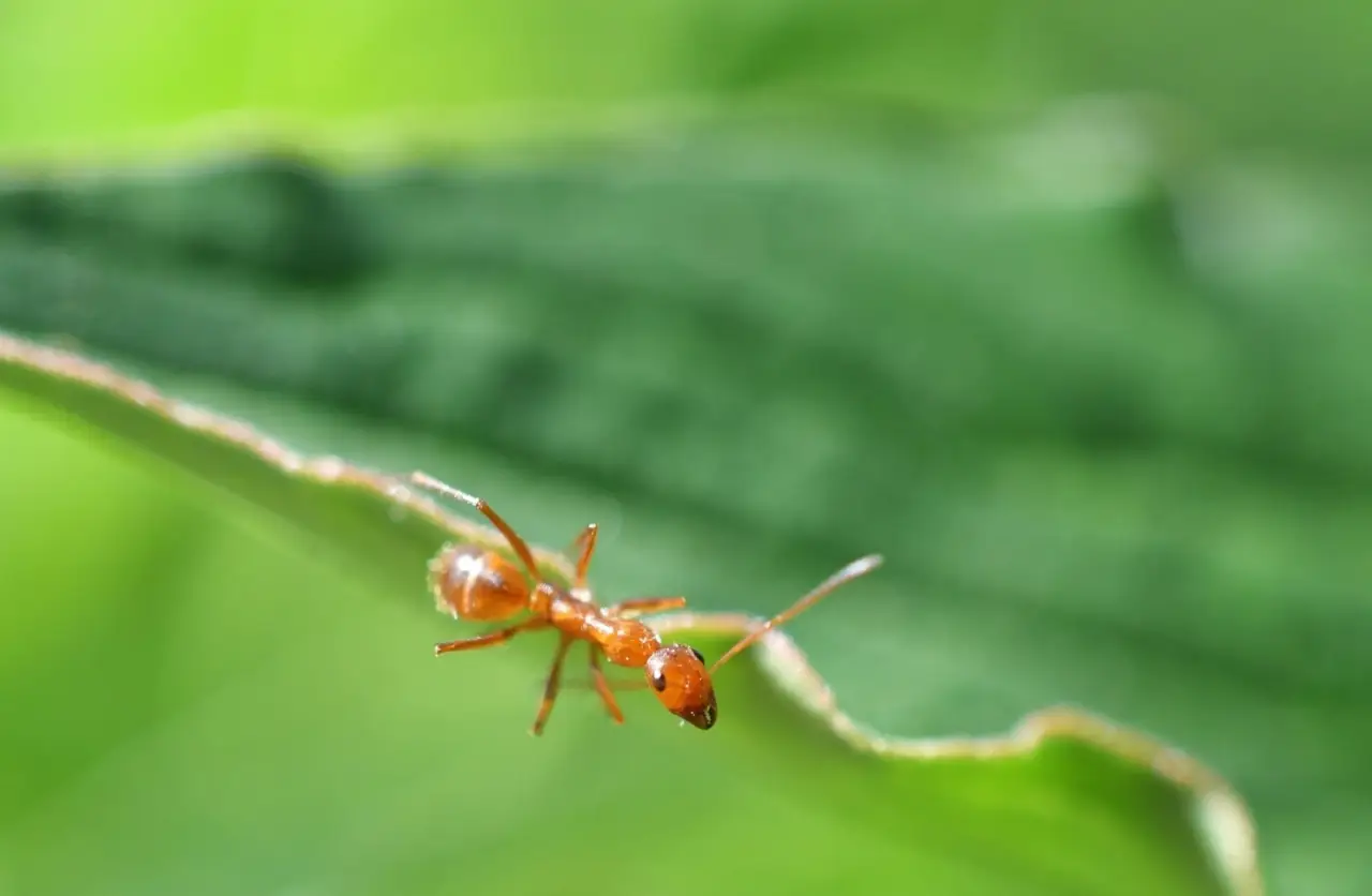 Formiche nell’orto? Il trucco ecologico che funziona meglio dei pesticidi Formiche nell’orto? Il trucco ecologico che funziona meglio dei pesticidi