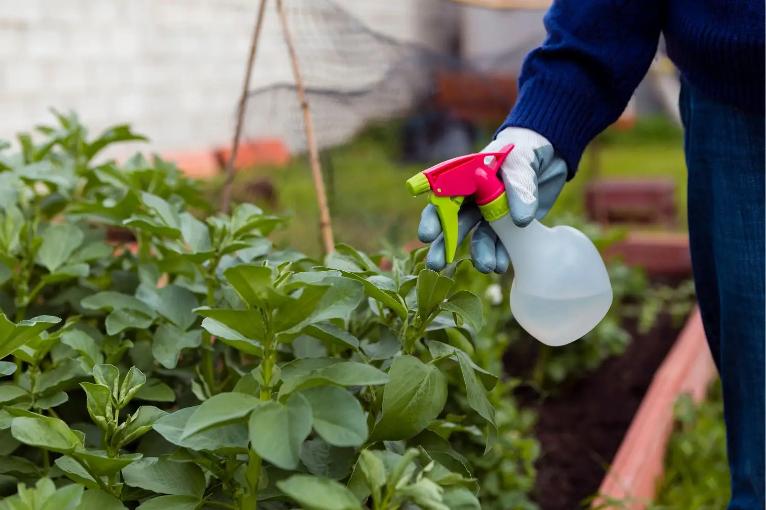 Come usare l’aceto bianco in giardino: il rimedio contro parassiti e muffe Come usare l’aceto bianco in giardino: il rimedio contro parassiti e muffe