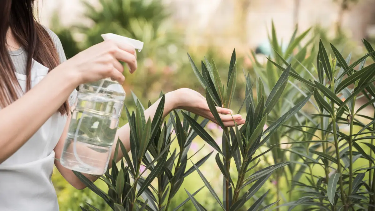Come usare l’aceto bianco in giardino: il rimedio contro parassiti e muffe Come usare l’aceto bianco in giardino: il rimedio contro parassiti e muffe