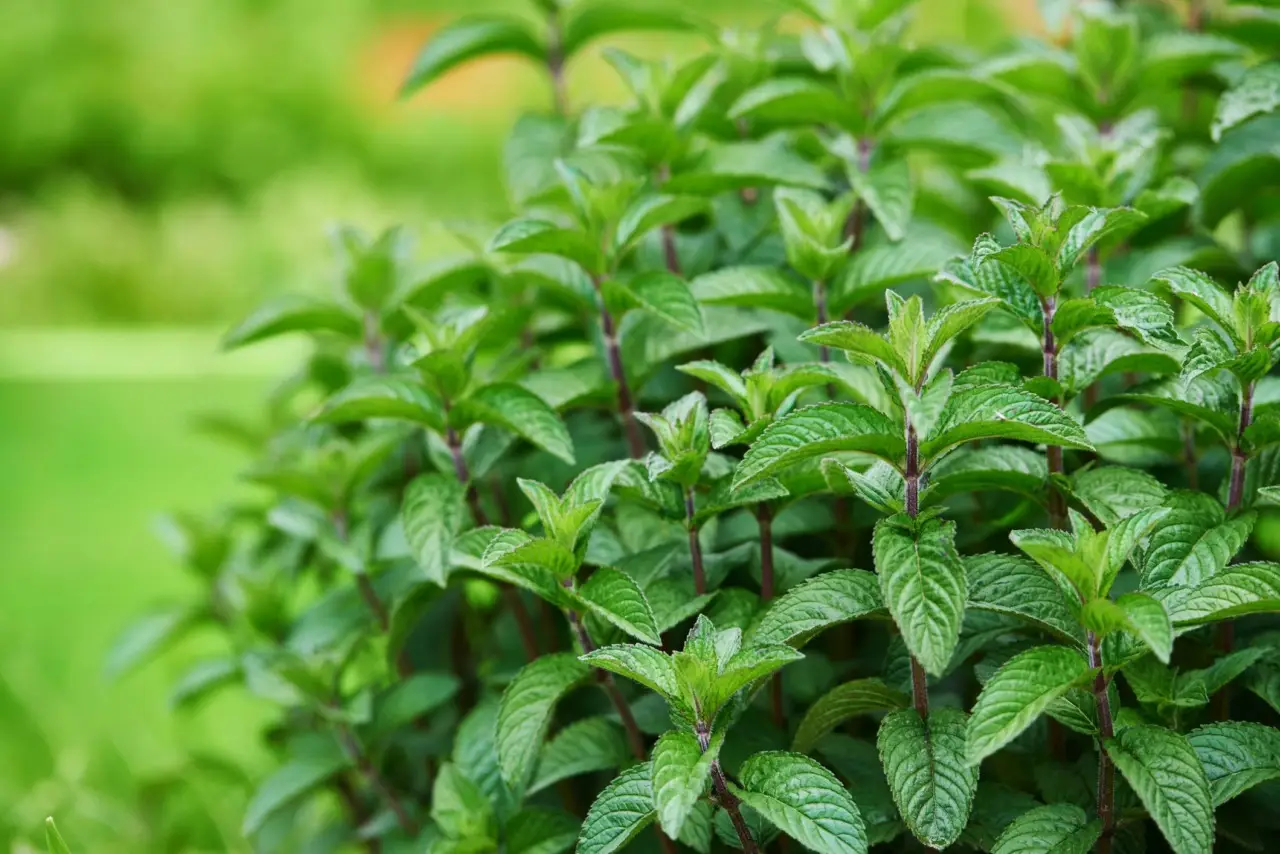 Questa erba aromatica tiene lontane le formiche: dove piantarla per protegger casa e giardino Questa erba aromatica tiene lontane le formiche: dove piantarla per protegger casa e giardino