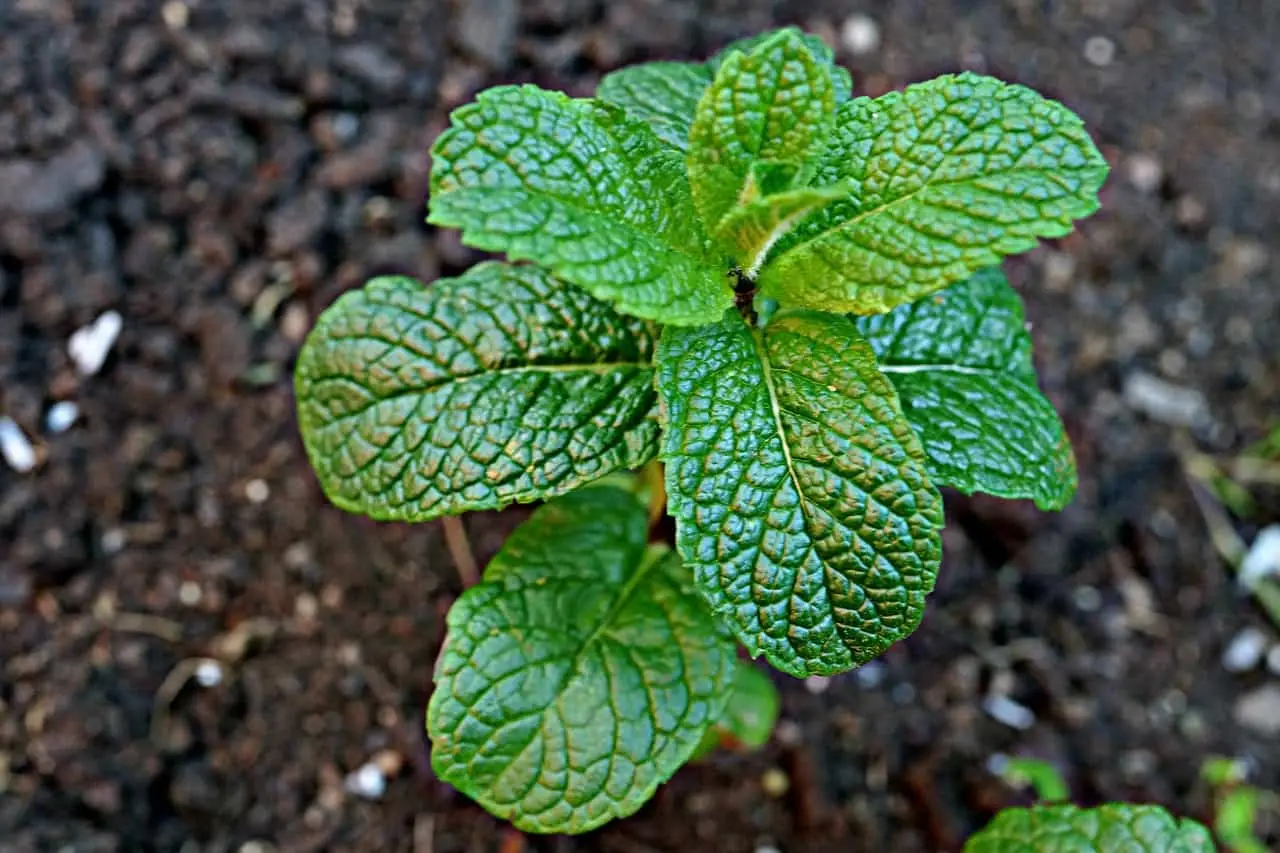 Questa erba aromatica tiene lontane le formiche: dove piantarla per protegger casa e giardino Questa erba aromatica tiene lontane le formiche: dove piantarla per protegger casa e giardino