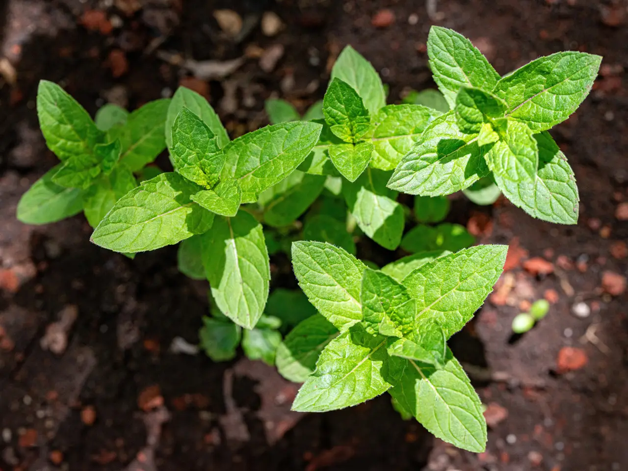 Questa erba aromatica tiene lontane le formiche: dove piantarla per protegger casa e giardino Questa erba aromatica tiene lontane le formiche: dove piantarla per protegger casa e giardino