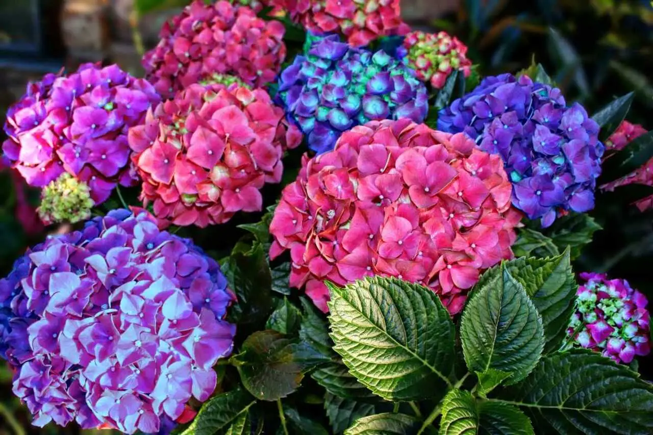 Coltivare ortensie più colorate? Ecco l’ingrediente segreto da aggiungere alla terra Coltivare ortensie più colorate? Ecco l’ingrediente segreto da aggiungere alla terra