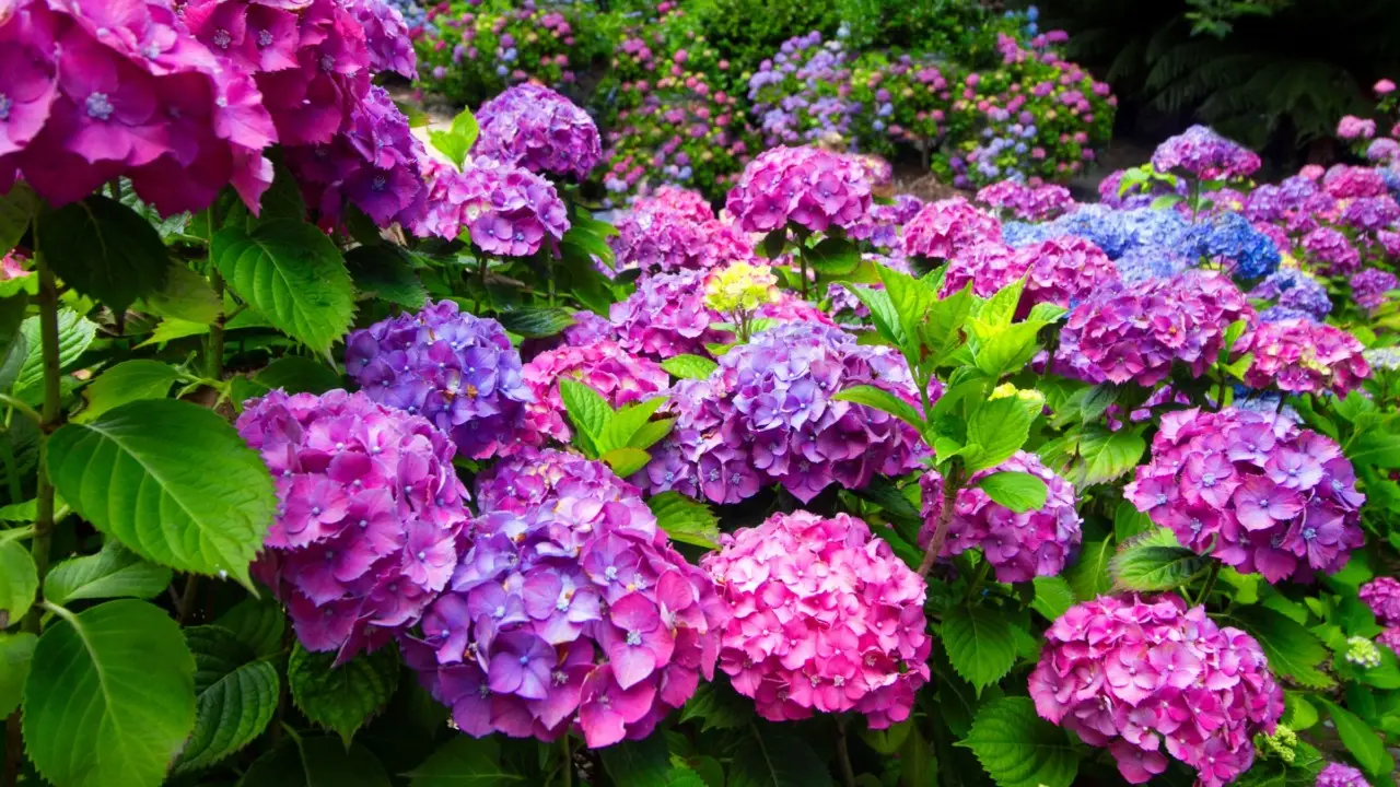 Coltivare ortensie più colorate? Ecco l’ingrediente segreto da aggiungere alla terra Coltivare ortensie più colorate? Ecco l’ingrediente segreto da aggiungere alla terra