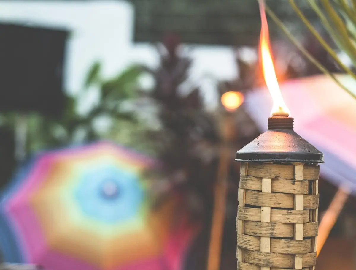 Cosa mettere nei sottovasi per tenere lontane zanzare e larve: il trucco dei giardinieri Cosa mettere nei sottovasi per tenere lontane zanzare e larve: il trucco dei giardinieri