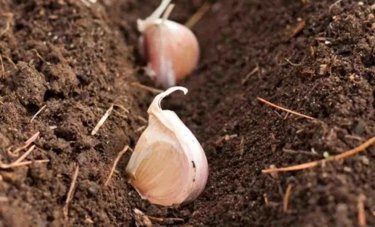 Come usare l’aglio per proteggere le piante: il trattamento naturale spiegato dagli esperti Come usare l’aglio per proteggere le piante: il trattamento naturale spiegato dagli esperti