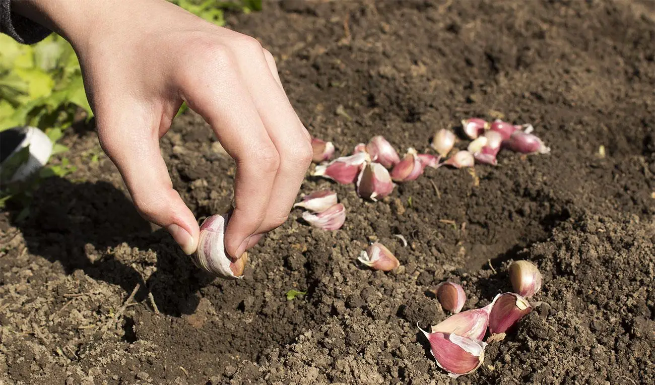 Come usare l’aglio per proteggere le piante: il trattamento naturale spiegato dagli esperti Come usare l’aglio per proteggere le piante: il trattamento naturale spiegato dagli esperti